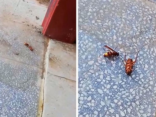 Пользователь YouTube снял самую драматичную схватку насекомых с неожиданным финалом