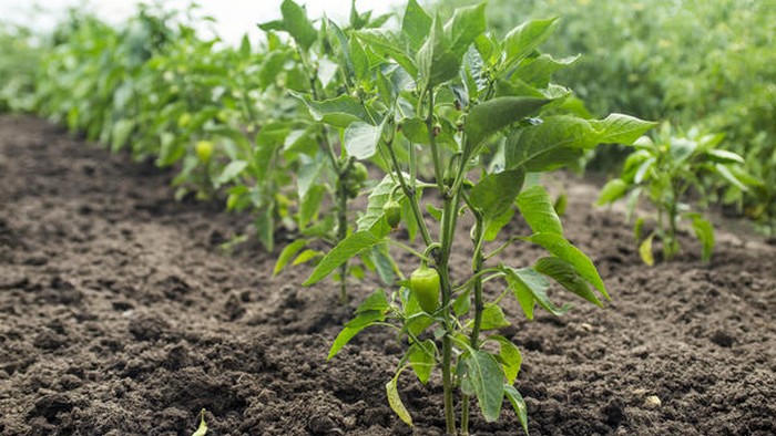 уход за перцем на огороде