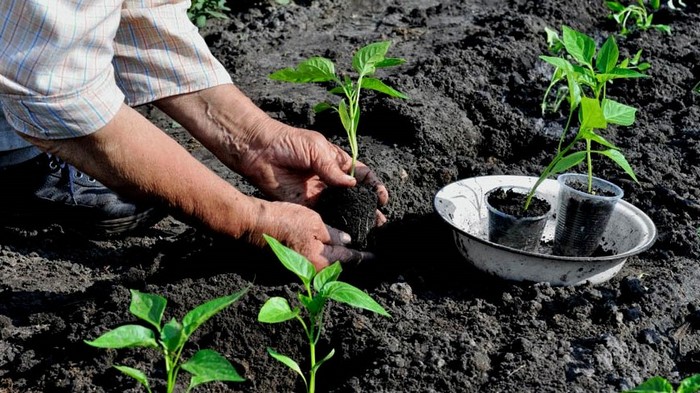 посадка перца