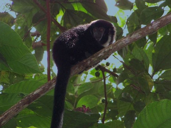 На Ямайке обнаружили необычную ископаемую обезьяну