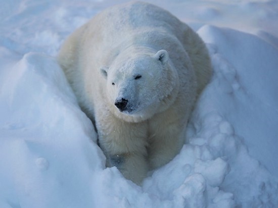 На Аляске белый медведь устроил игры с собакой (видео)