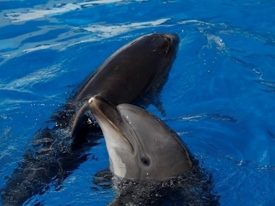 Среди дельфинов есть хипстеры — ученые