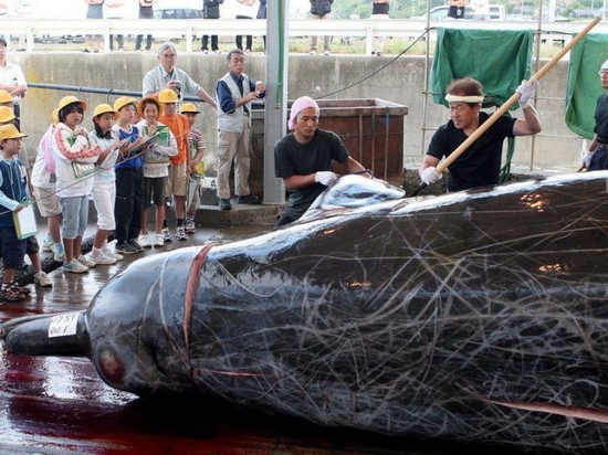 Япония возобновит промышленный забой китов после 30-летнего перерыва