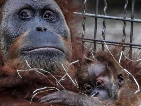 У орангутанов нашли способность «говорить о прошлом»