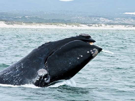 Детеныш вымирающего кита замечен впервые за два года