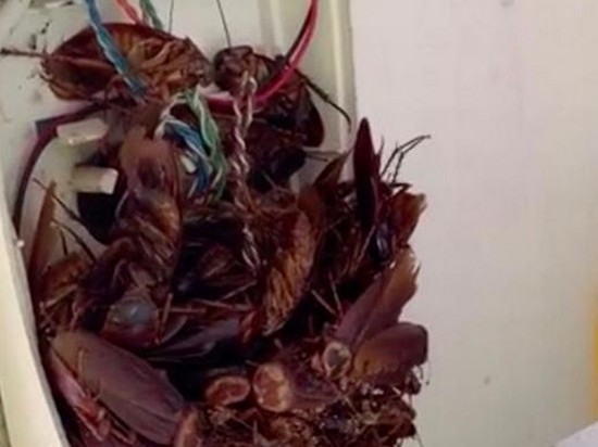 Австралиец нашел телефон с десятками тараканов (видео)