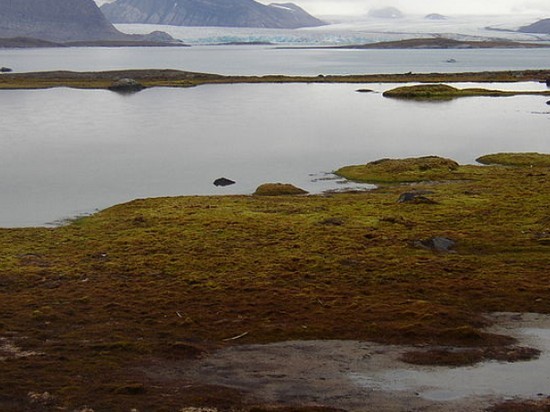В Арктики обнаружили индийские супербактерии