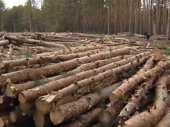 СМИ: В Украине уменьшились незаконные рубки леса