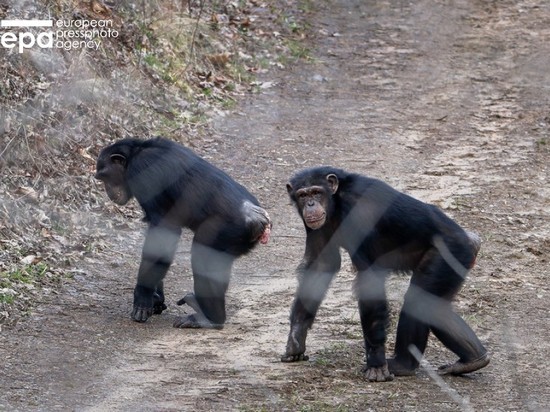 В зоопарке Белфаста шимпанзе устроили побег