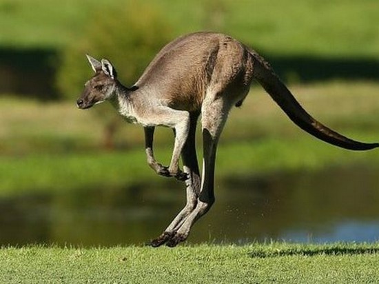 Ученые выяснили, как проходила эволюция кенгуру