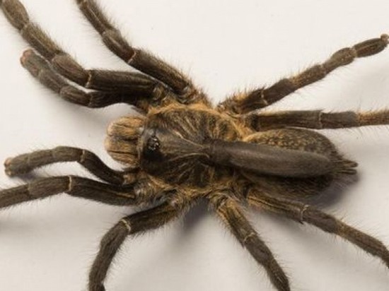 В Африке обнаружили новый вид тарантулов (видео)