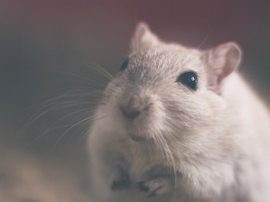 В Китае вывели мышей с клетками человека
