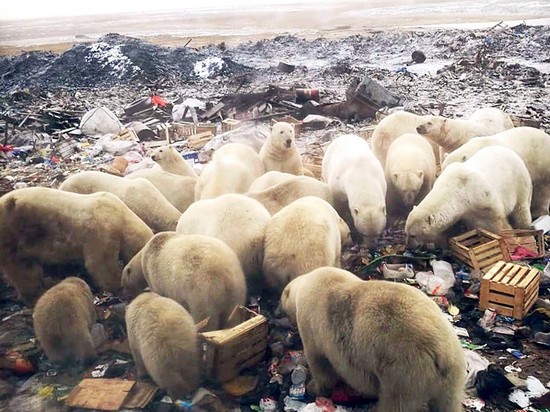 Остров на севере РФ атаковали белые медведи