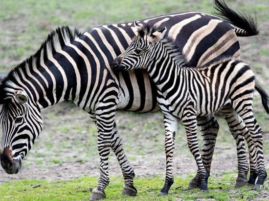 Британские ученые рассказали свою версию, зачем полосы зебре