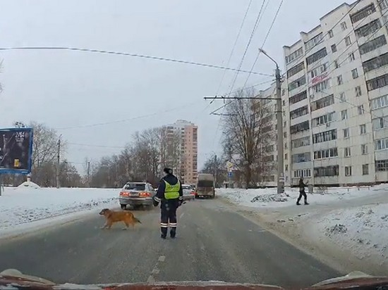 Вежливая собака-пешеход стала звездой интернета (видео)
