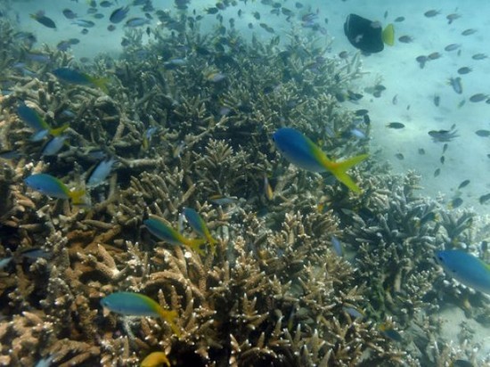 Австралия сбросит миллион тонн мусора на Большой Барьерный риф
