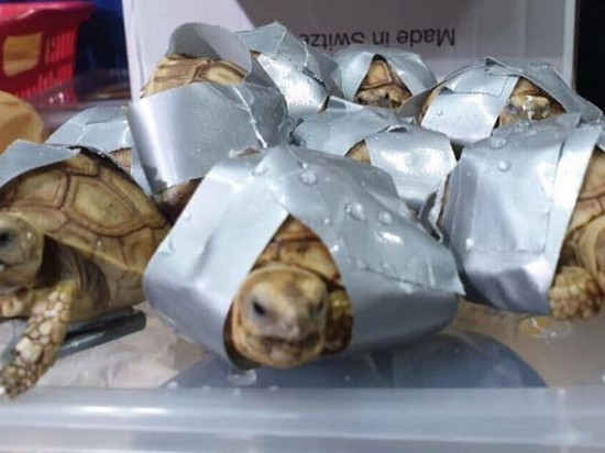 В аэропорту Филиппин в багаже обнаружили 1529 черепах, обмотанных клейкой лентой