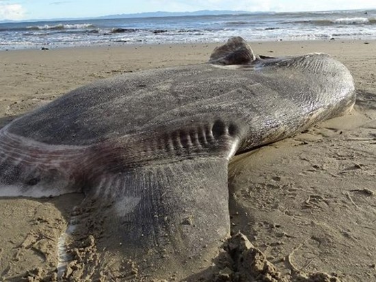 В США на пляж выбросило странную гигантскую рыбу