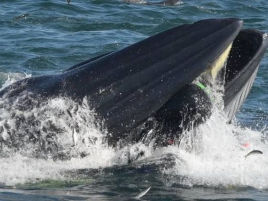 Возле ЮАР кит проглотил дайвера и выплюнул обратно (видео)