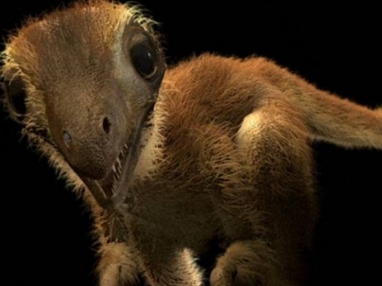 Пушистый малыш. Ученые воссоздали облик детенышей тираннозавров (видео)
