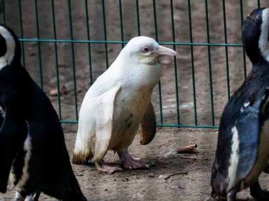 В польском зоопарке сфотографировали пингвина-альбиноса