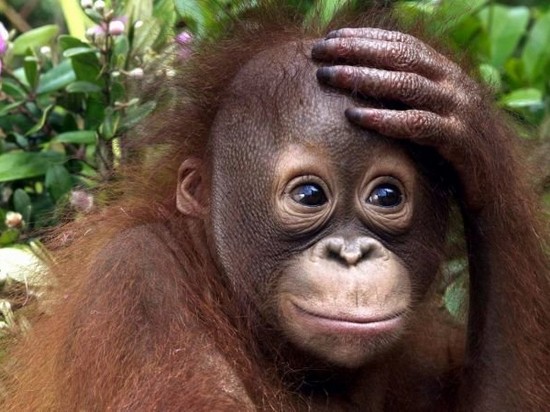 В Индонезии задержали россиянина, который пытался вывезти орангутанга в чемодане
