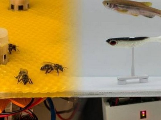 Ученые создали роботов, которые помогли рыбам пообщаться с пчелами
