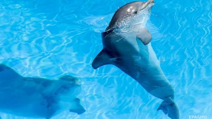Во Франции зафиксировали массовую гибель дельфинов