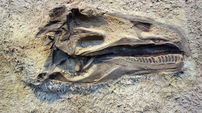 В Аргентине найдены останки динозавров возрастом 200 миллионов лет