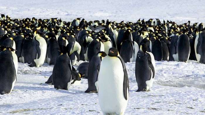 Крупнейшая в Антарктиде колония императорских пингвинов исчезла