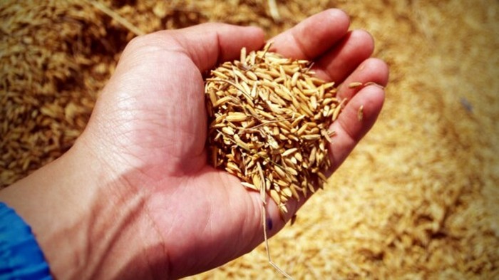Урожай зерна не дотянет до рекорда: озвучены прогнозы
