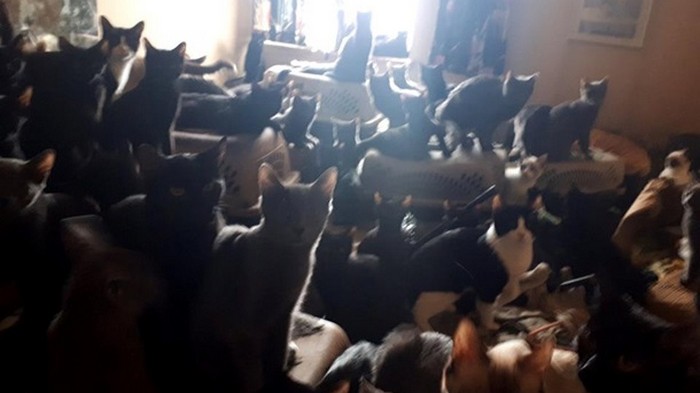 Из квартиры канадца изъяли 300 котов (видео)