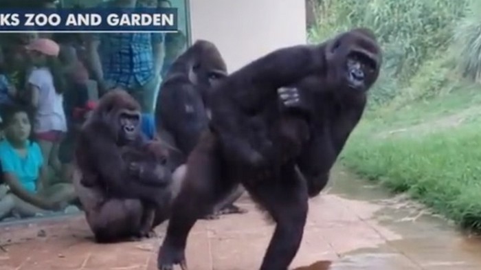 Прячущихся от дождя горилл сняли на видео
