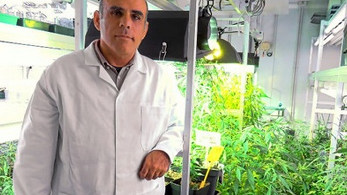 В Испании ученые создали первую легальную марихуану