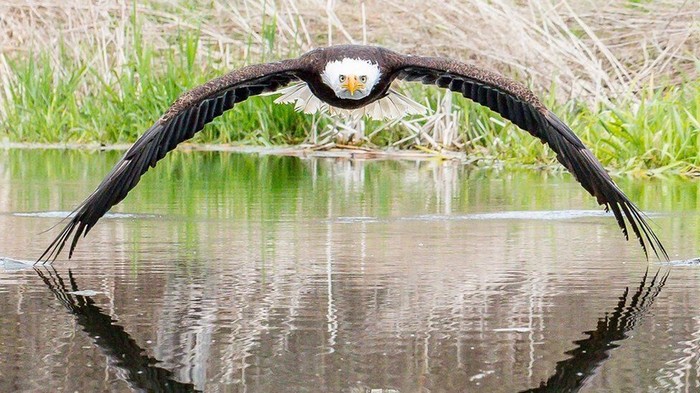 У Канаді фотограф-аматор зняв неймовірне фото білоголового орлана