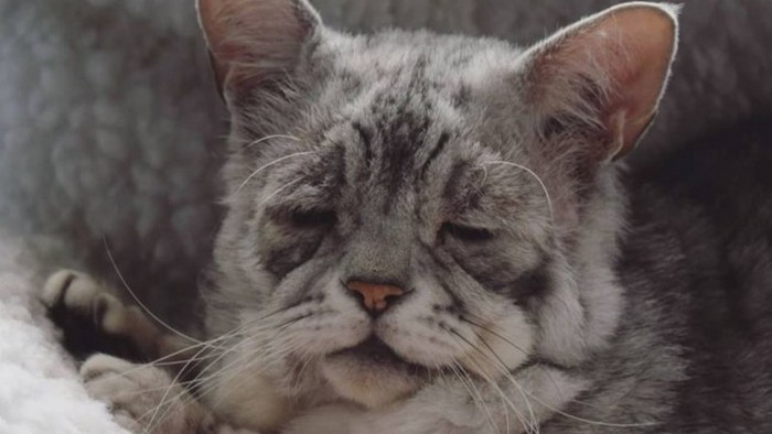 Кот с необычной внешностью стал звездой интернета