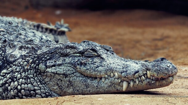 Под Прилуками нашли тело крокодила длиной в один метр (фото)