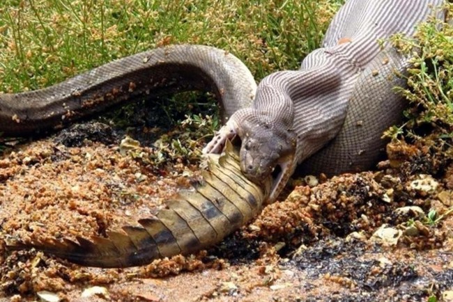 Невероятно: Питон полностью проглотил крокодила (фото)