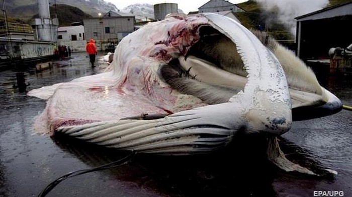 Исландия впервые за 17 лет остановила китобойный промысел