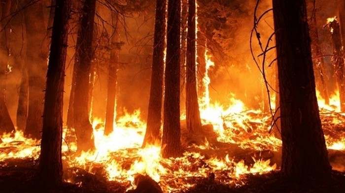 В Испании площадь лесного пожара достигла 5 тысяч гектаров