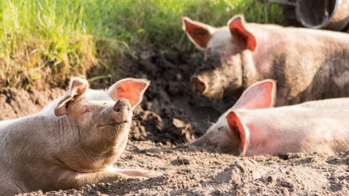 Африканская чума свиней перекочевала из Китая в Лаос
