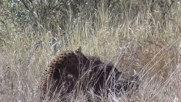 Курьезное видео: кабан столкнул лбами леопардов и убежал