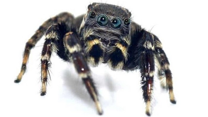 Ученые назвали паука в честь Карла Лагерфельд