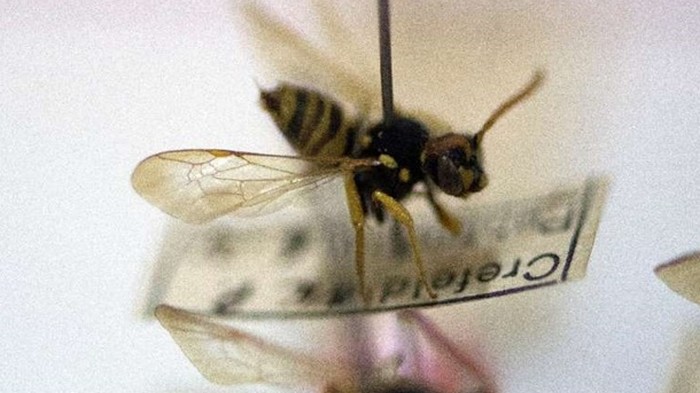 Ученые заявили о массовом вымирании насекомых