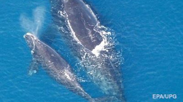 У берегов Канады нашли шесть погибших китов