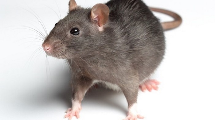 В Барселоне провели перепись крыс