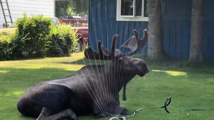 Спасающийся от жары лось удивил Сеть (видео)