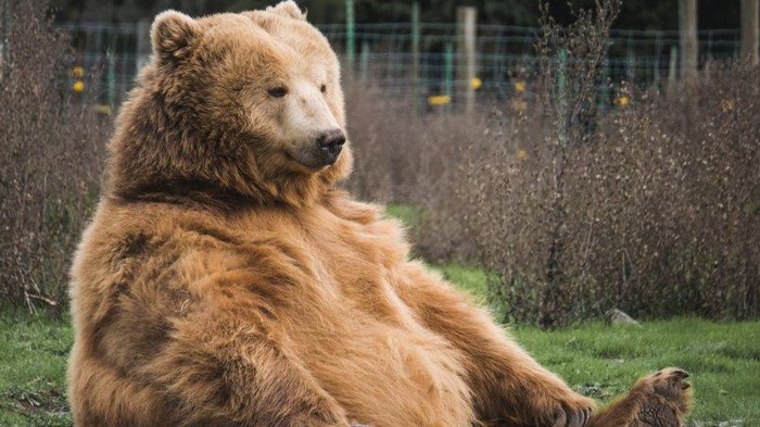 В США медведь угнал авто и устроил ДТП