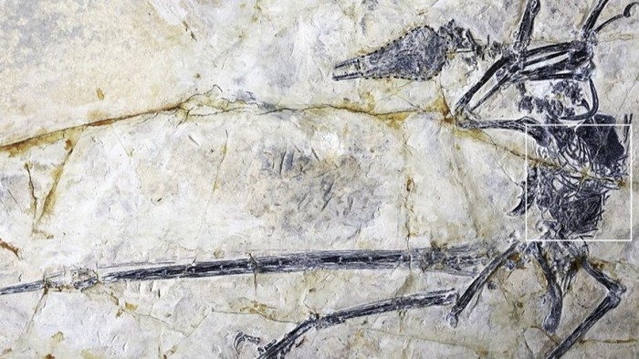 Ученые нашли в окаменелом динозавре новый вид ящерицы