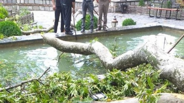 В Азербайджане на туристов упала ветка 500-летнего дерева: 19 пострадавших